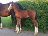 broodmare Cassandra WS (Oldenburg show jumper, 2019, from Casallco)