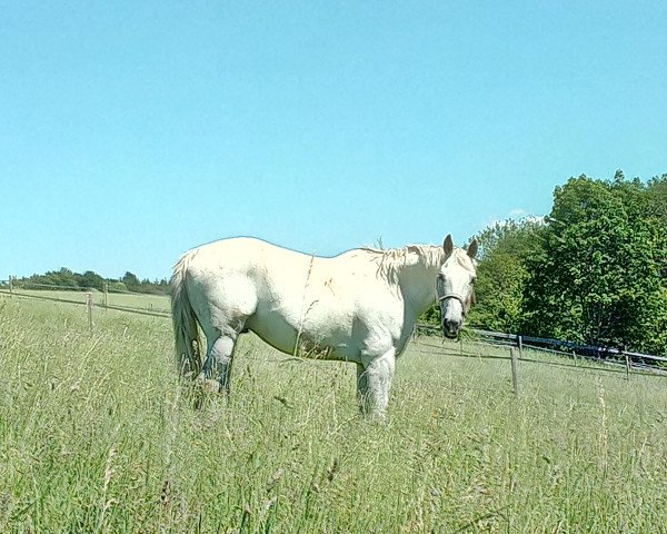 Pferd Dante (Hannoveraner, 2007, von Don Juan)