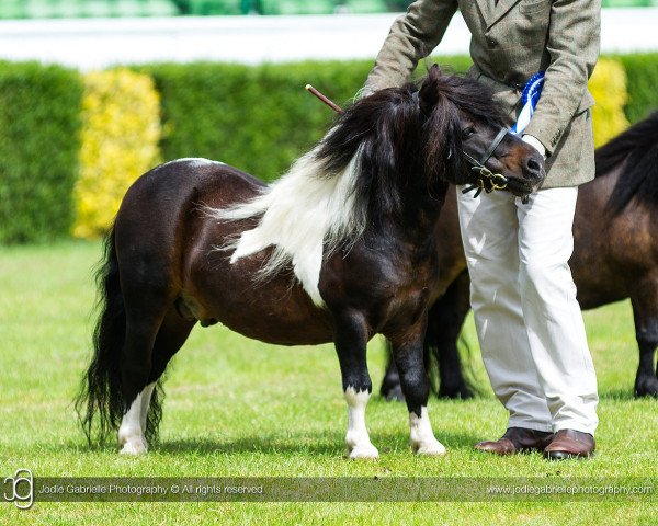 stallion Parlington Quentin (Shetland Pony,  , from Liscombepark Pegasus)