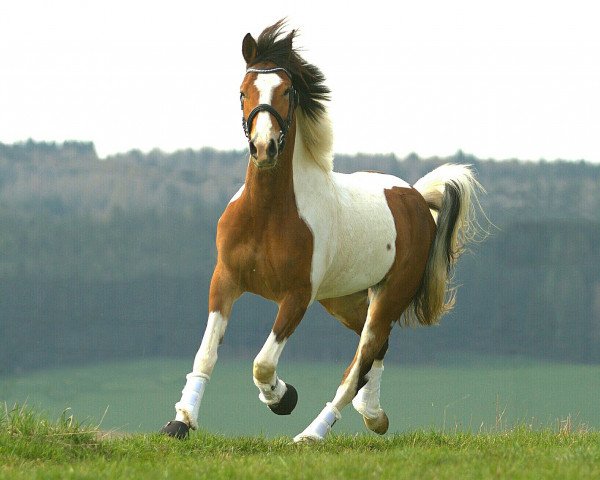 jumper Lenox (German Riding Pony, 2012, from Liberius)