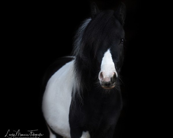 Zuchtstute Freakys Belissa (Dt.Part-bred Shetland Pony, 2017, von Valentin von der Ostsee)