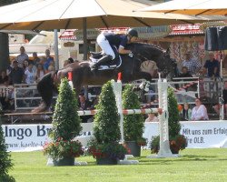 jumper Quintana S 3 (Oldenburg show jumper, 2012, from Quality 9)