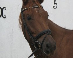 dressage horse Armani 242 (Hanoverian, 2004, from Abanos)