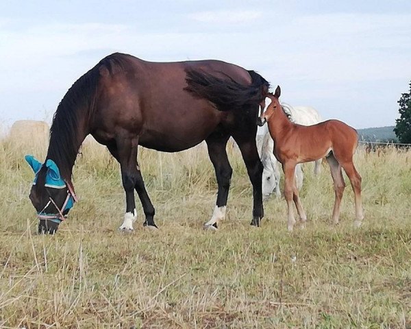 dressage horse Fortuna GS (Austrian Warmblood, 2019, from Insterburg TSF)