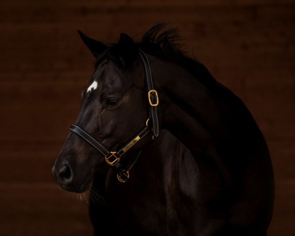 broodmare Reseda (Trakehner, 2005, from Hohenstein I)