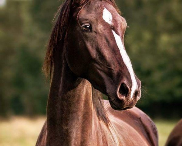 dressage horse Curly Wurly S (Oldenburg, 2015, from Amandari)