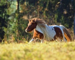 broodmare Meechlands Masquerade (Shetland pony (under 87 cm), 2003, from Fenland Wellington)