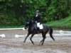 dressage horse Serano 41 (Rhinelander, 2004, from Show Star)