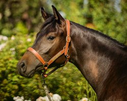 dressage horse Blitzchen (Trakehner, 2017, from Karl Lagerfeld)