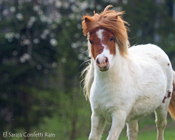 broodmare El Saraja Confetti Rain (Shetland pony (under 87 cm), 2018, from Fairytail Curly Wurly)