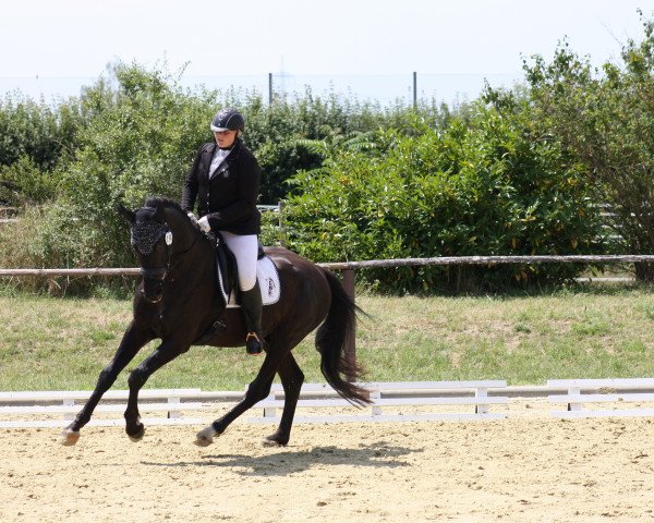 dressage horse Kasim 13 (KWPN (Royal Dutch Sporthorse), 2015, from Lord Leatherdale)