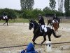 dressage horse Donquistador (Hanoverian, 2013, from Don Frederico)