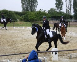 dressage horse Donquistador (Hanoverian, 2013, from Don Frederico)