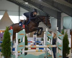 jumper Kassandra S (Oldenburg show jumper, 2014, from Kannan)