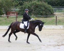 dressage horse Donnevan 8 (Oldenburg, 2011, from Detroit)