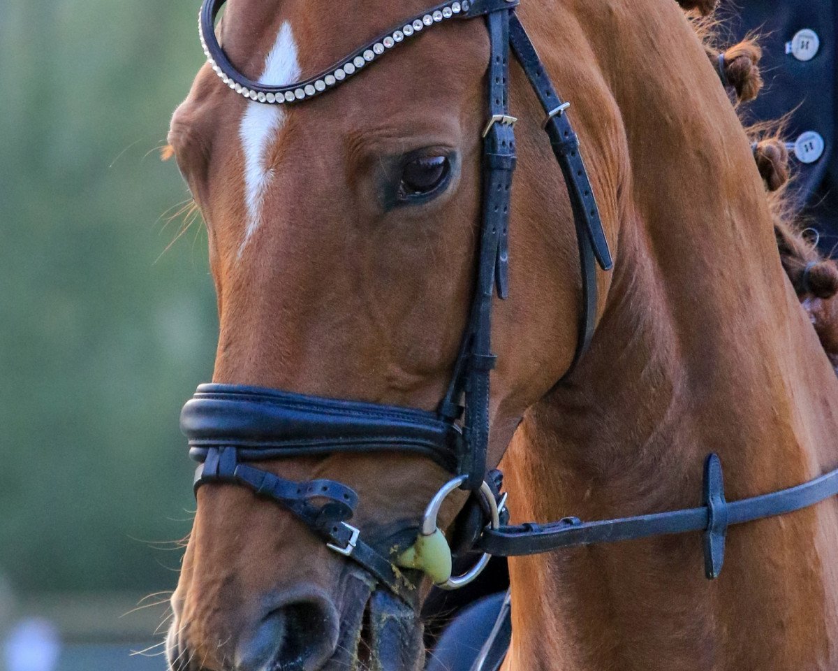 dressage horse Die Dörthe (Hanoverian, 2011, from Don Henrico)