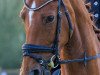 dressage horse Die Dörthe (Hanoverian, 2011, from Don Henrico)