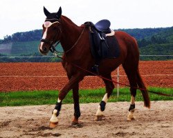 broodmare Vivien (Hanoverian, 2008, from Valentino)