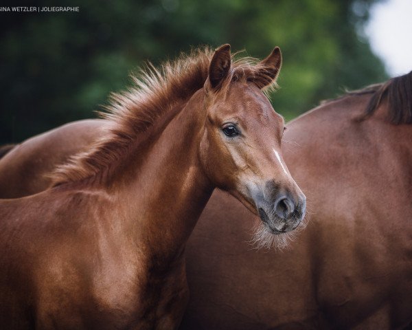 Dressurpferd Dallmayr's Picasso (Deutsches Reitpony, 2019, von Dallmayr K)