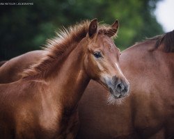 dressage horse Dallmayr's Picasso (German Riding Pony, 2019, from Dallmayr K)