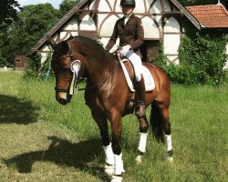 broodmare Rheinsage (Trakehner, 2007, from Herzensdieb)