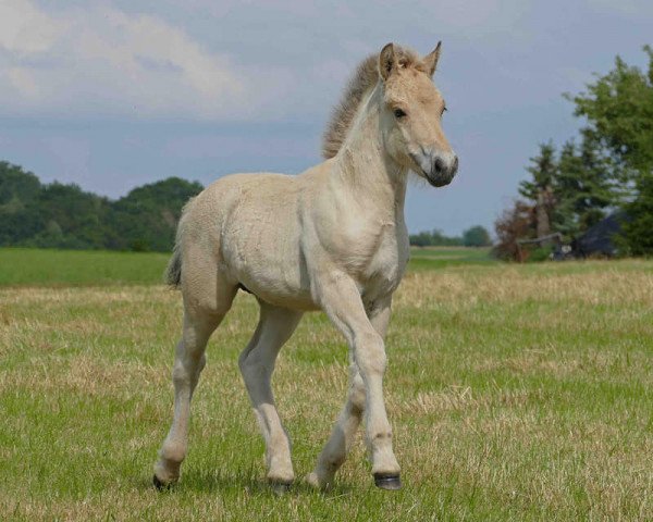 horse Kari Kjartanson (Fjord Horse, 2019, from Kjartan)