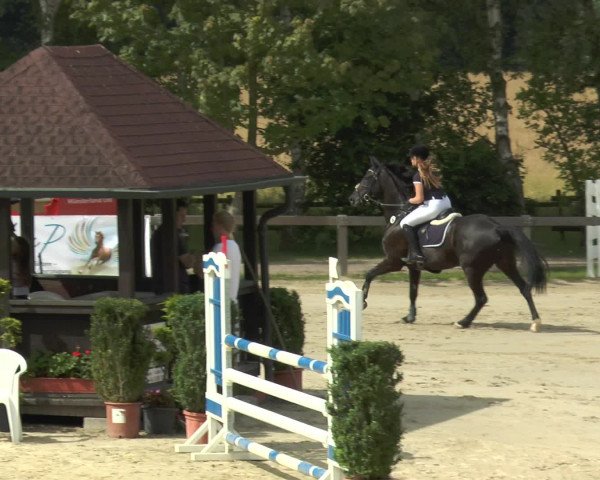 Reitturnier Münster-Roxel 2016