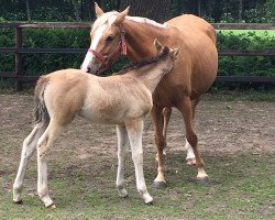 Zuchtstute Donna Wetter N (Deutsches Reitpony, 2019, von Kastanienhof Donnertrommler)