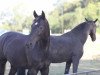 dressage horse Sir Bechstein (German Sport Horse, 2006, from Sir Donnerhall I)