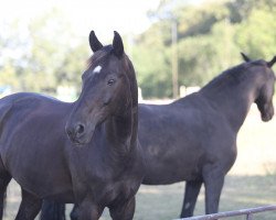 dressage horse Sir Bechstein (German Sport Horse, 2006, from Sir Donnerhall I)