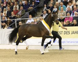 stallion Confess Color (Hanoverian, 2017, from Cadeau Noir)