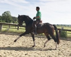 dressage horse Salut 275 (Oldenburger, 2014, from Sir Donnerhall I)