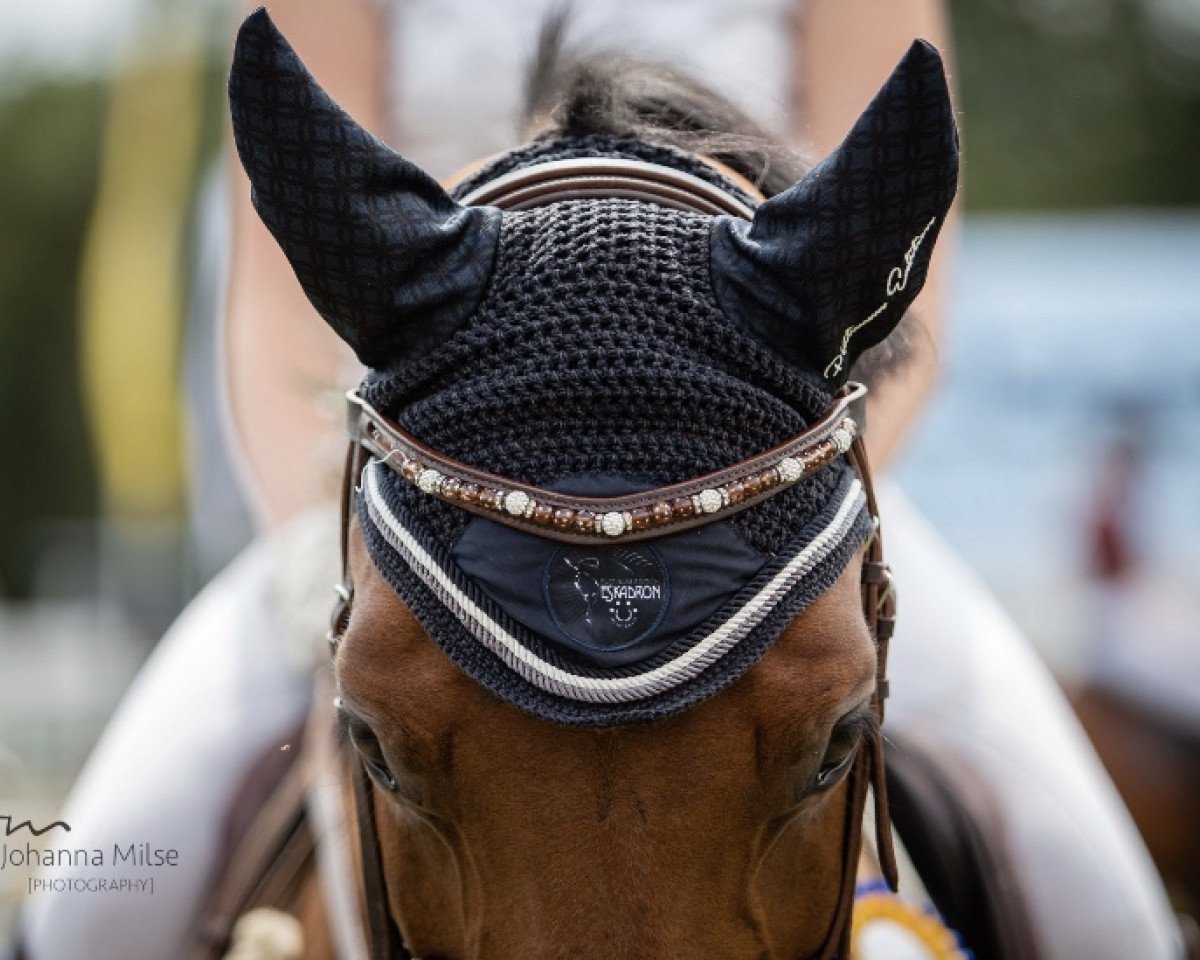 jumper Lord Louis 11 (Oldenburg, 2010, from Lord Pezi)