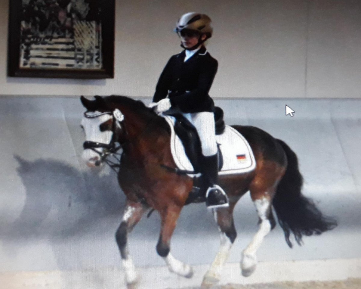 dressage horse Kleiner Adler (unknown, 2003)