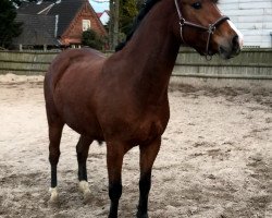 jumper Copido (Oldenburg show jumper, 2014, from Carrico)