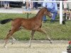 dressage horse Frizzante DJ (Hanoverian, 2019, from For Romance I)