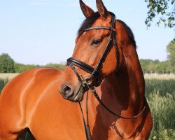 dressage horse Sun of Triconia (Hanoverian, 2009, from Silberschmied)