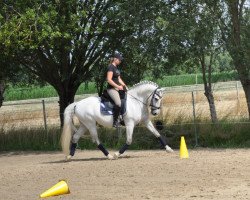 horse Nervioso (Andalusians/horse of pure Spanish race, 2011)