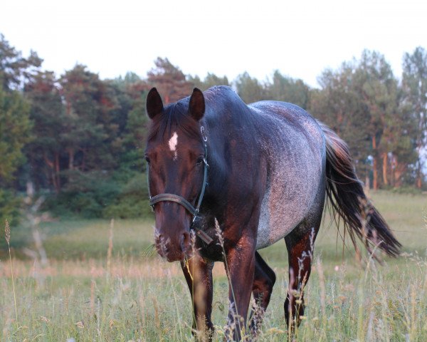 horse Domiro M (unknown, 2015)