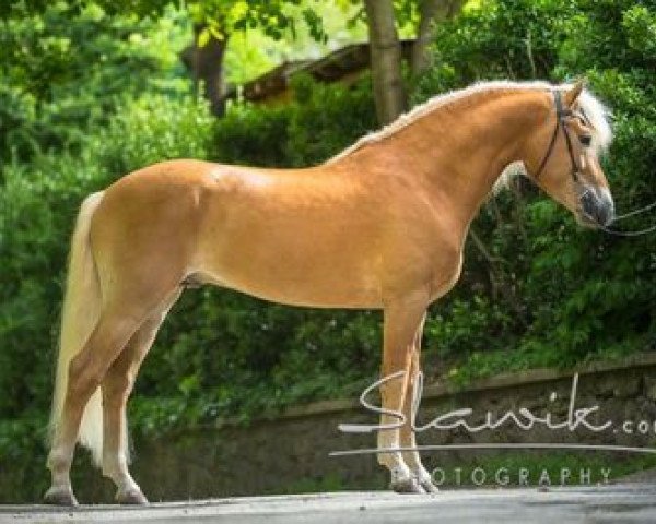 stallion Bellissimo-W-Q (Haflinger, 2010, from Barolo)
