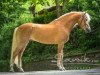 Deckhengst Bellissimo-W-Q (Haflinger, 2010, von Barolo)