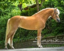 Deckhengst Bellissimo-W-Q (Haflinger, 2010, von Barolo)