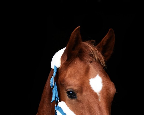 dressage horse Camino von der Erbsmatt (Freiberger, 2019, from Canto Von Zaelg CH)