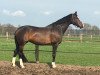 dressage horse Philippa 30 (Holsteiner, 2007, from Aljano)