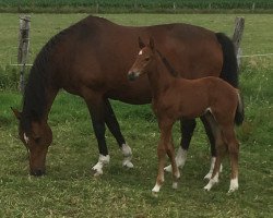 broodmare une beaute s z (Zangersheide riding horse, 2019, from Urano de Cartigny)