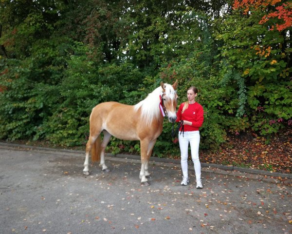 broodmare Veilchen (Haflinger, 2015, from Asterix-O)