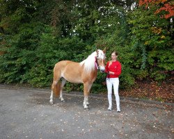 Pferd VEILCHEN (Haflinger, 2015, von Asterix-O)