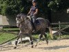 jumper Quater's White Girl (German Sport Horse, 2011, from Quaterback)