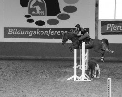 dressage horse Diamond Sun W (German Riding Pony, 2009, from Der Kleine Donnerhall W)