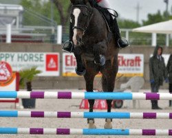 jumper Goldwina 2 (Österreichisches Warmblut, 2000, from Golduro)